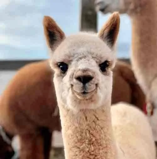 Alpaca