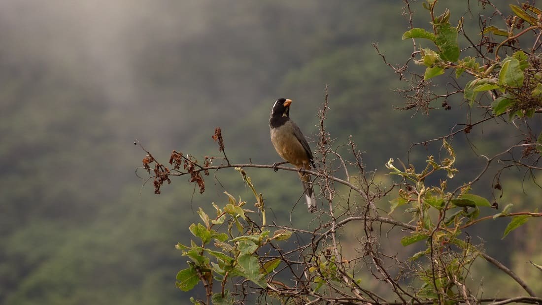 Birdd on Ampay National Sanctuary