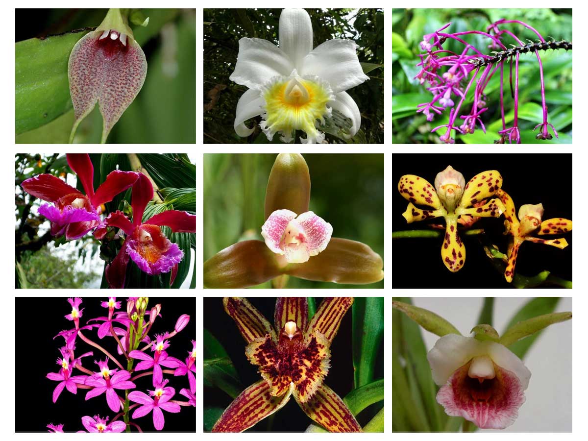 Inca Orchids