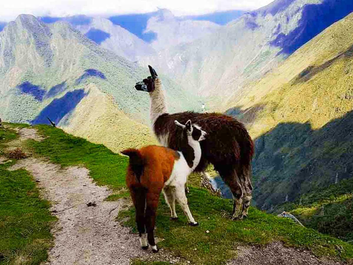 Inca Trail Wildlife