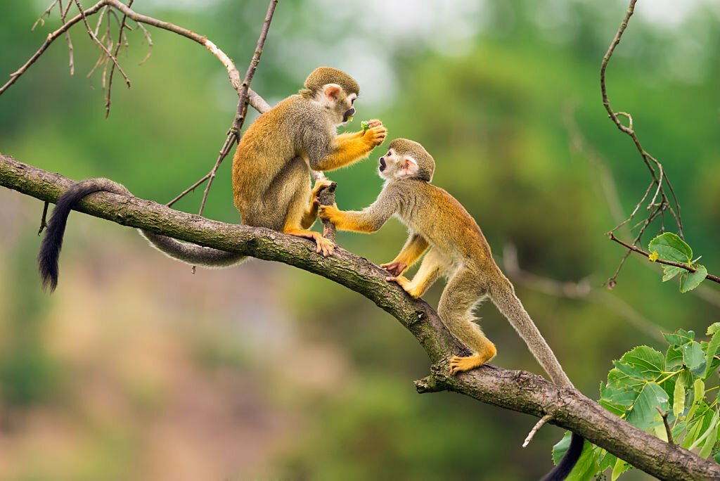 Is The Amazon Rainforest In Peru