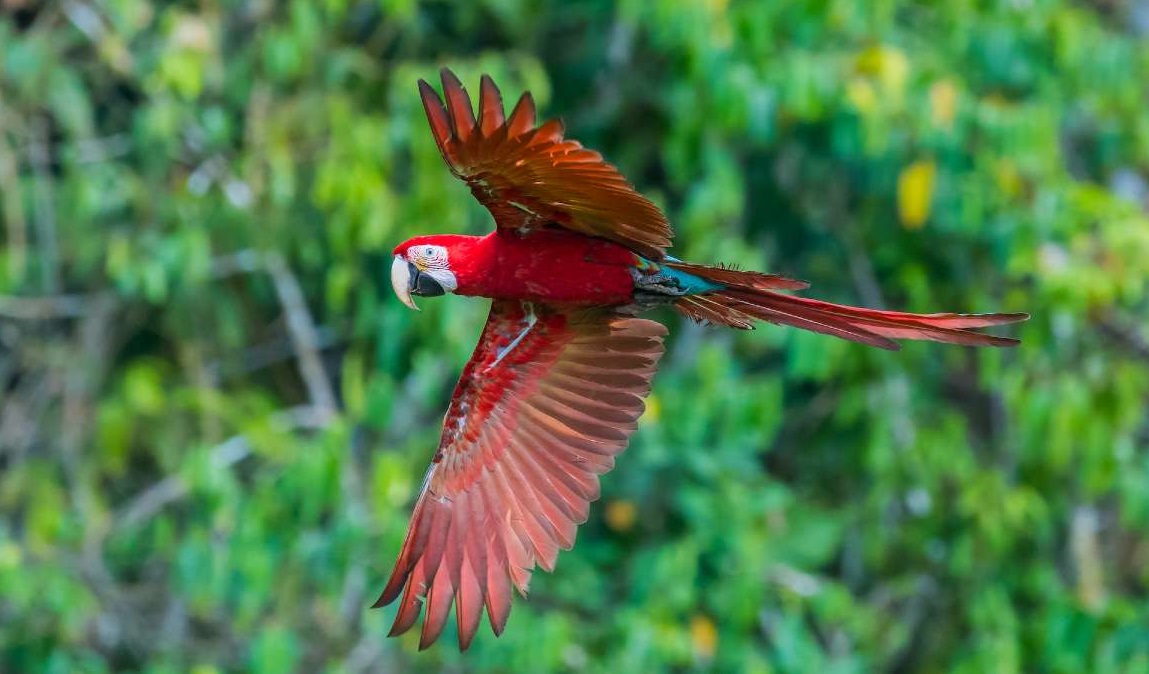 Manu Peru tours