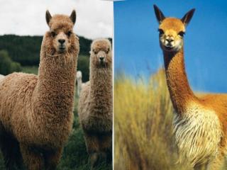 Alpaca and Vicuña | Similar but completely different