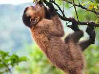 Amazon Tour Peru