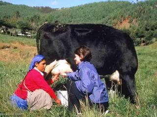 Cajamarca: a day at Granja Porcon, an ideal attraction for experiential tourism