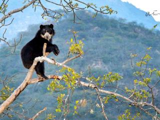 Chaparri: White-winged Guan and the Spectacled Bear