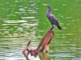 Sandoval Lake in Tambopata National Reserve