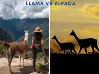 Llama vs Alpaca