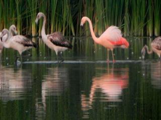 Los Pantanos de Villa: Get to know the key protected area for the conservation of birds in America