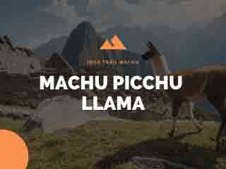 Machu Picchu Llama: The Inca Trail of the Sacred Llamas