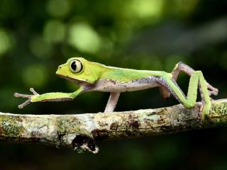 Peruvian Amazon: One of the Most Biodiverse Areas on the Planet