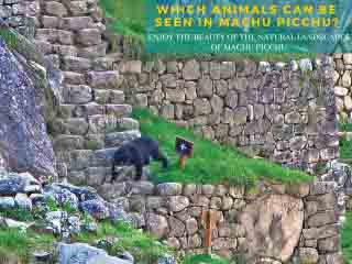 Which Animals can be seen in Machu Picchu?