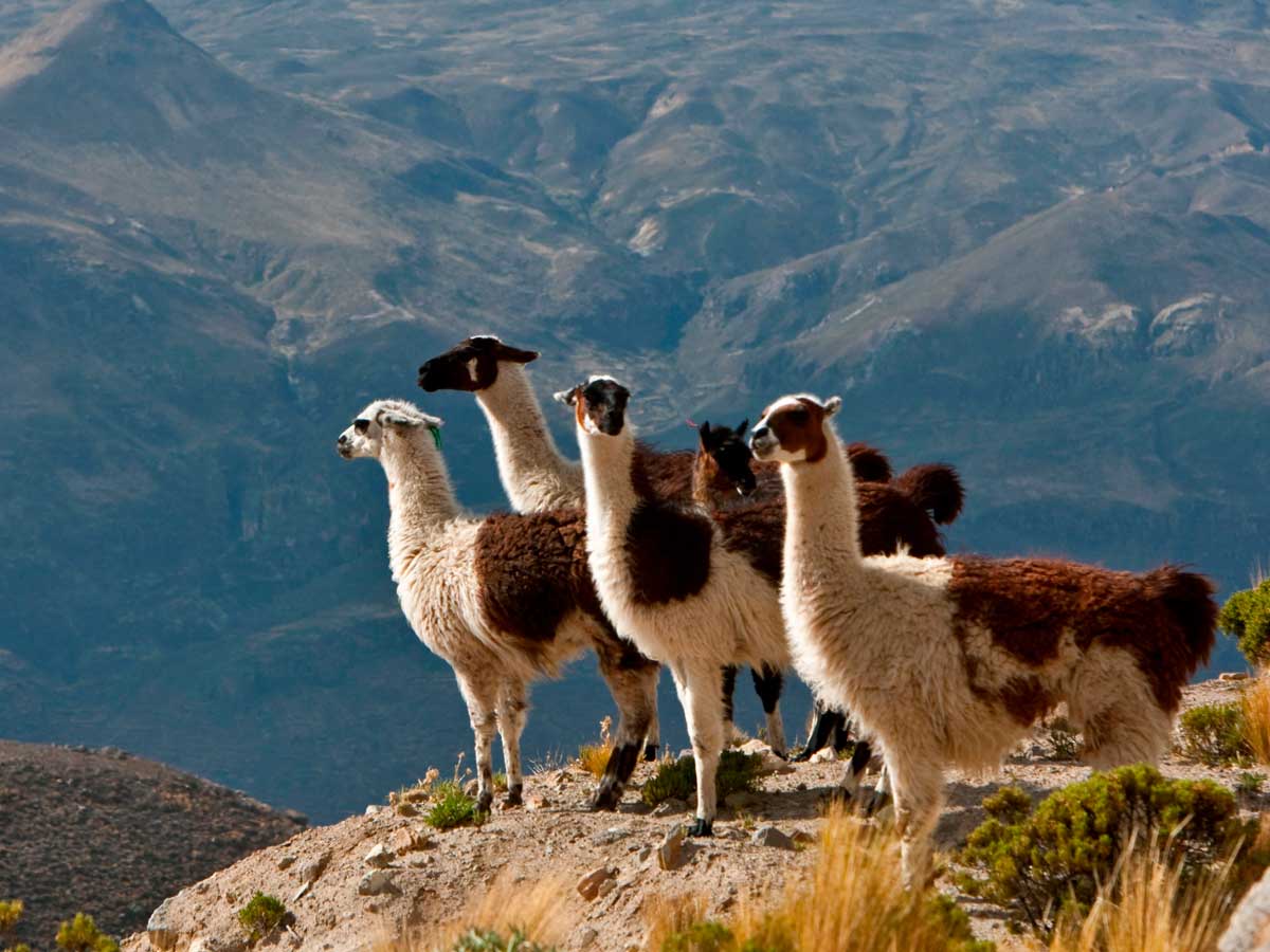 Peru best tours